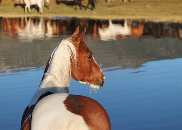 Foto close-up di un'anatra nel lago