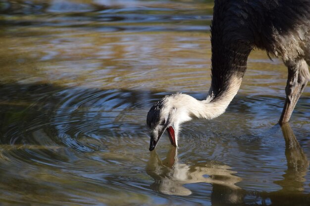 Photo close-up of duck in lake