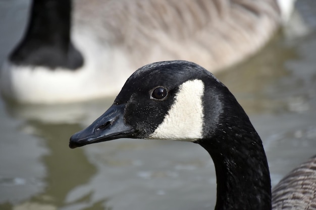 Close-up of duck on lake