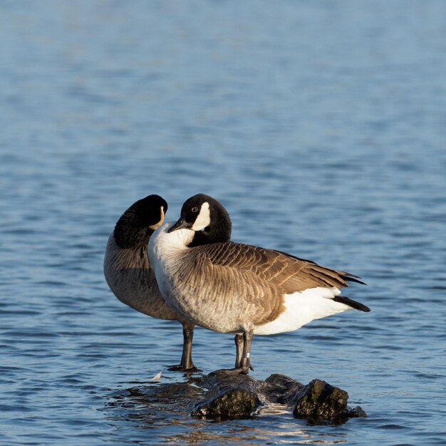 Photo close-up of duck in lake