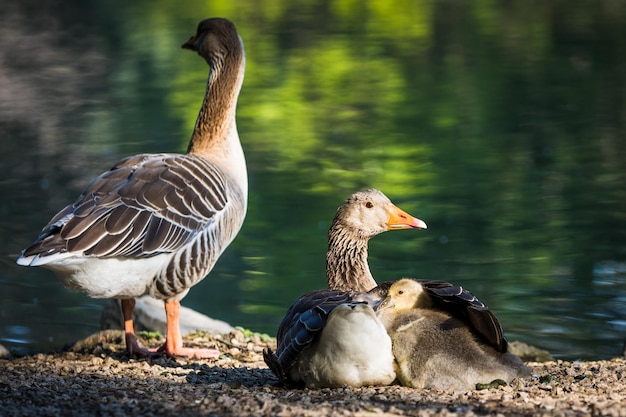 Foto close-up di un'anatra sul lago