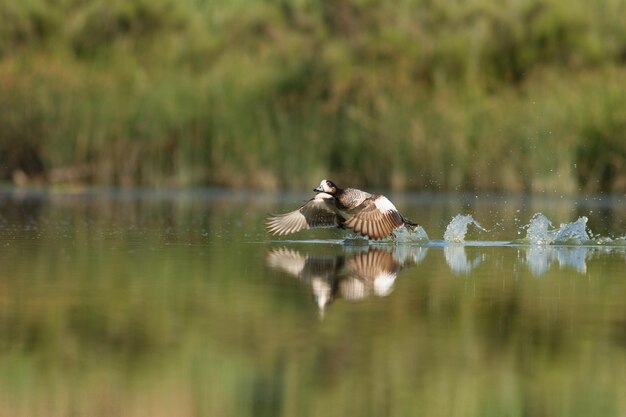 Foto close-up di un'anatra sul lago