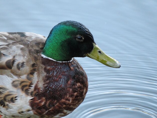 Photo close-up of a duck in a lake