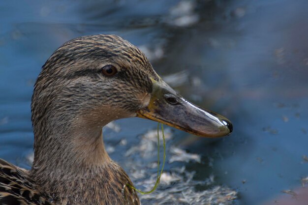 Photo close-up of a duck in lake