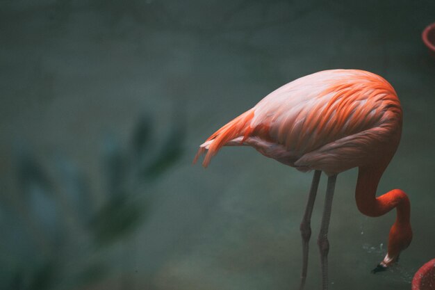 Foto close-up di un'anatra nel lago