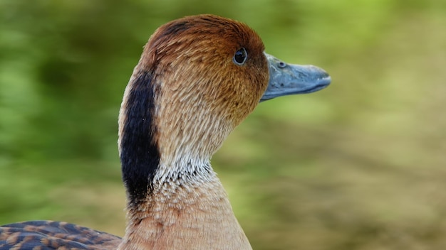 Photo close-up of a duck looking away