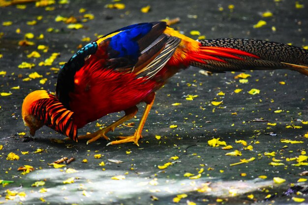 Photo close-up of duck on a red flower