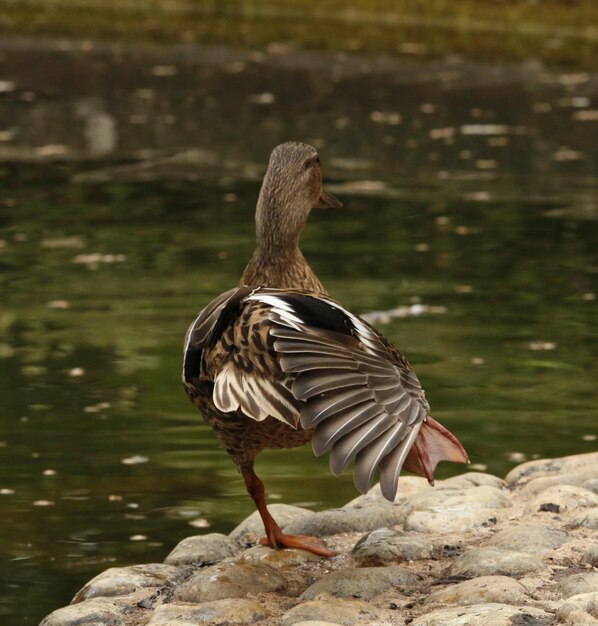 Photo close-up of duck on rock by lake