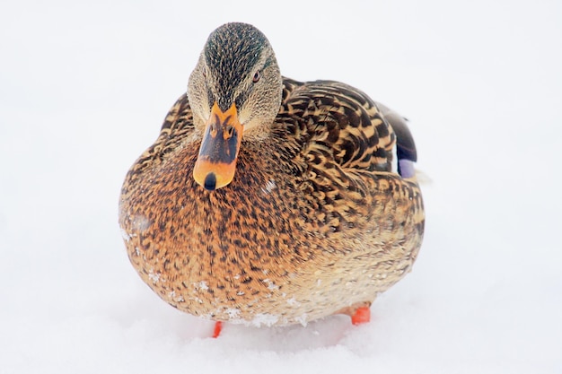 Photo close-up of duck sitting in the snow