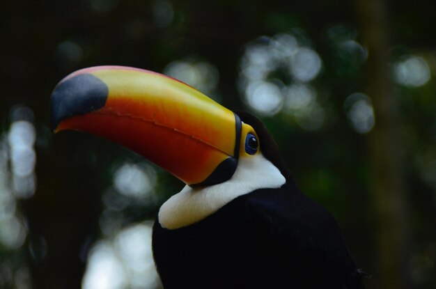 Foto close-up di un'anatra che nuota in acquario