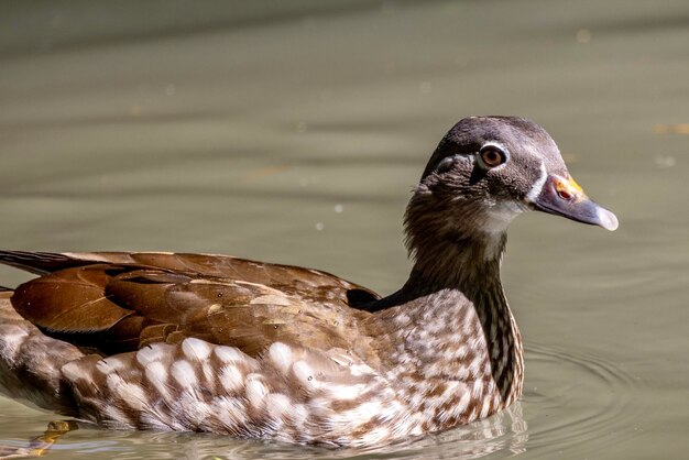 Photo close-up of duck swimming in lake