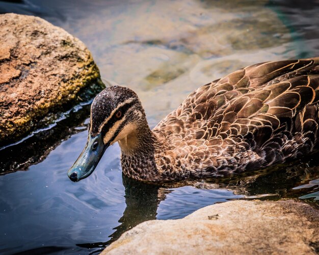 Close-up of duck swimming in lake