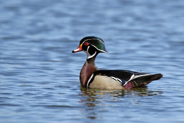 Foto close-up di un'anatra che nuota sul lago