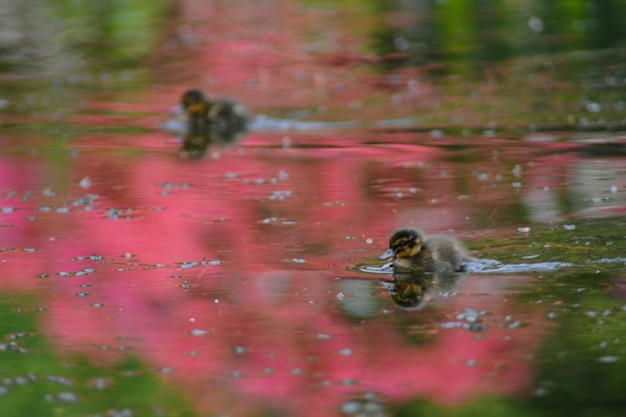 Close-up of duck swimming on lake