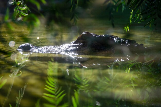 Close-up of duck swimming in lake