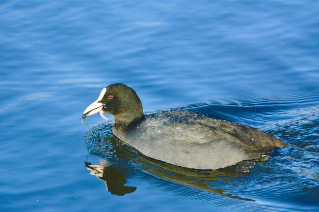 Close-up of duck swimming on lake