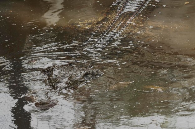 Close-up of duck swimming in lake