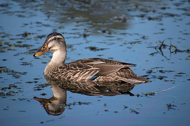 Close-up of duck swimming on lake