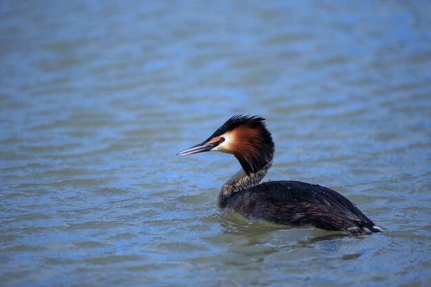 Photo close-up of duck swimming in lake