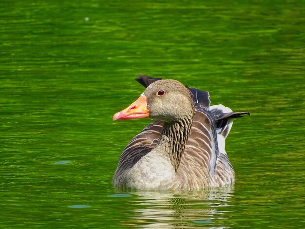 Photo close-up of duck swimming in lake