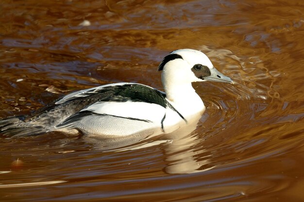 Photo close-up of duck swimming on lake