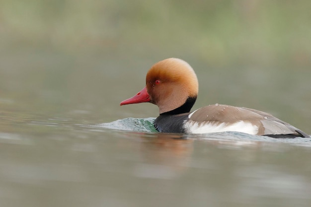 Photo close-up of duck swimming in lake