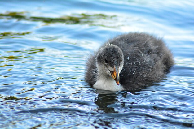 Close-up of duck swimming in lake