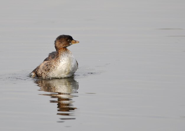 Photo close-up of duck swimming on lake