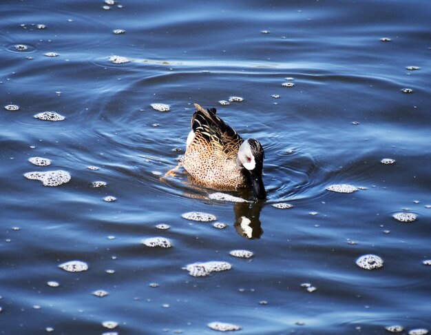 Close-up of duck swimming in lake