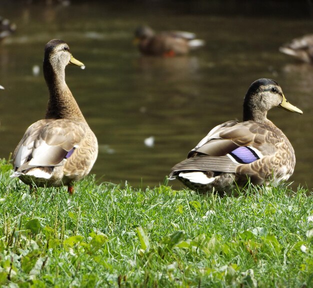 Photo close-up of duck swimming on lake