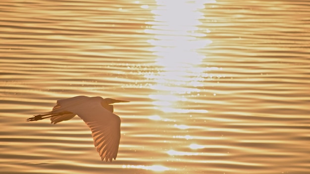 Photo close-up of duck swimming in lake