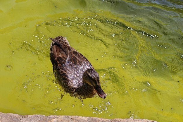 Close-up of duck swimming in lake