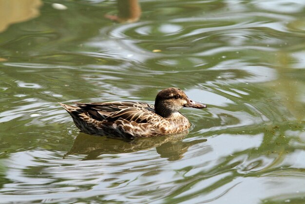 Close-up of duck swimming in lake