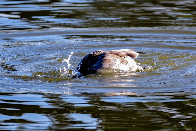 Close-up of duck swimming in lake