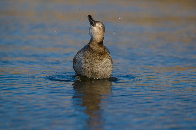 Close-up of duck swimming in lake