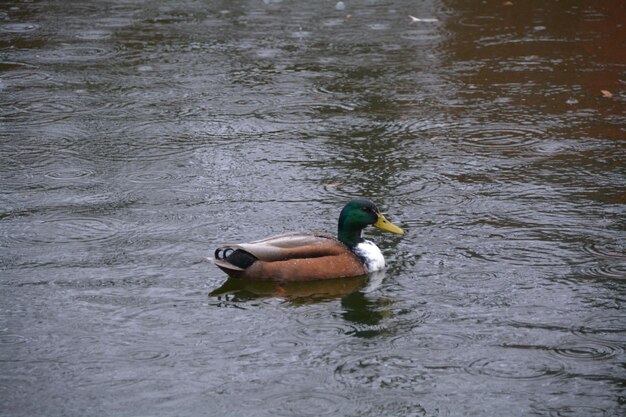 Close-up of duck swimming in lake