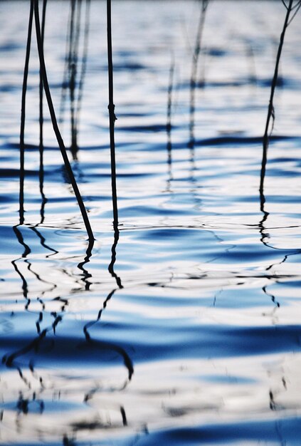 Foto close-up di un'anatra che nuota in un lago