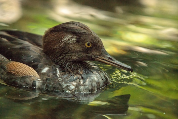 Photo close-up of duck swimming in lake