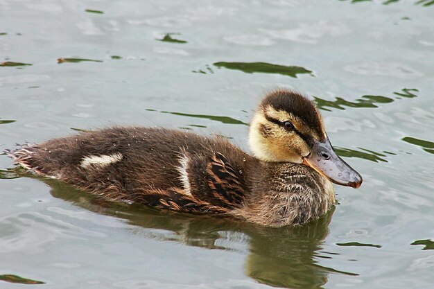 Photo close-up of duck swimming in lake