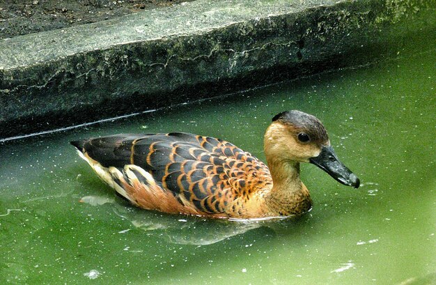 Close-up of duck swimming on lake