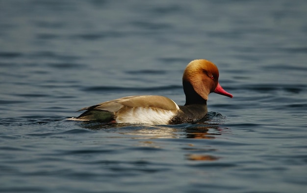 Close-up of duck swimming in lake