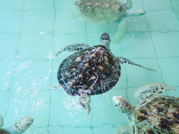 Foto close-up di un'anatra che nuota in mare