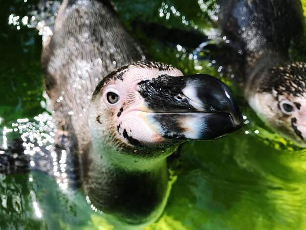 Foto close-up di un'anatra che nuota in acqua