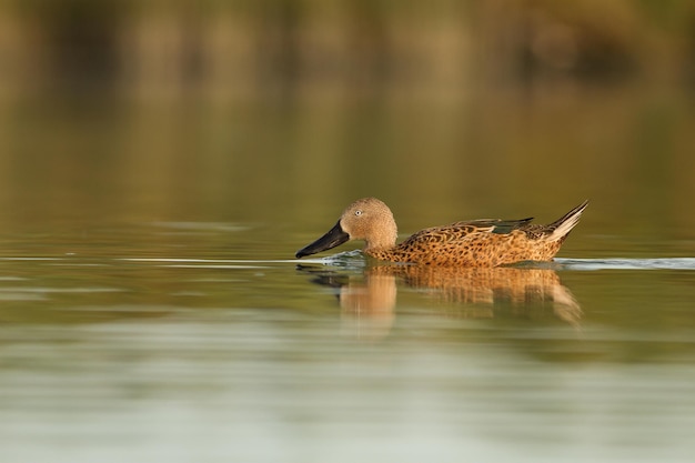 Близкий план утки в воде