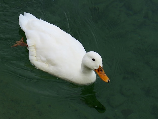 close-up of a duck in water