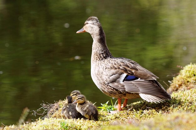 Close-up of duck with ducklings at lakeshore