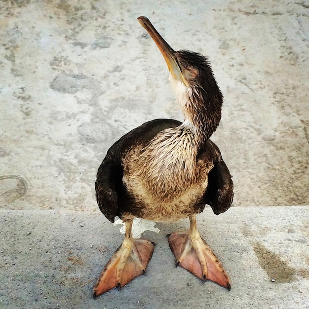 Photo close-up of duck with eyes closed