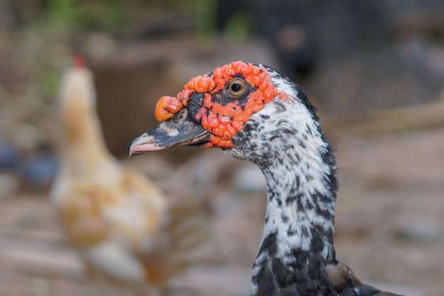 A close up of a duck with red eyes