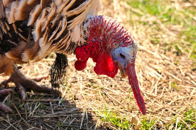 Photo close-up of a duck