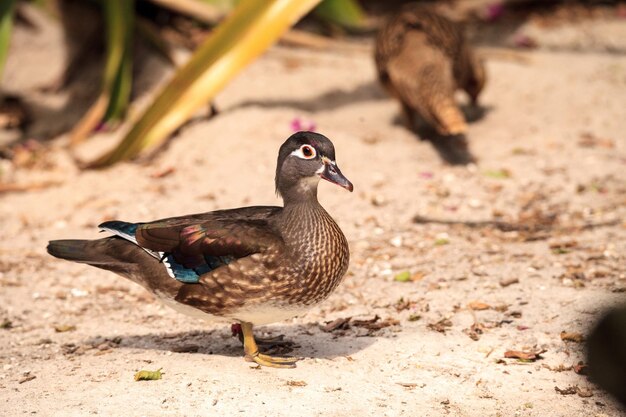 Photo close-up of a duck